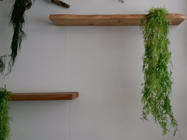 Walnut wood shelf and stabilized plants