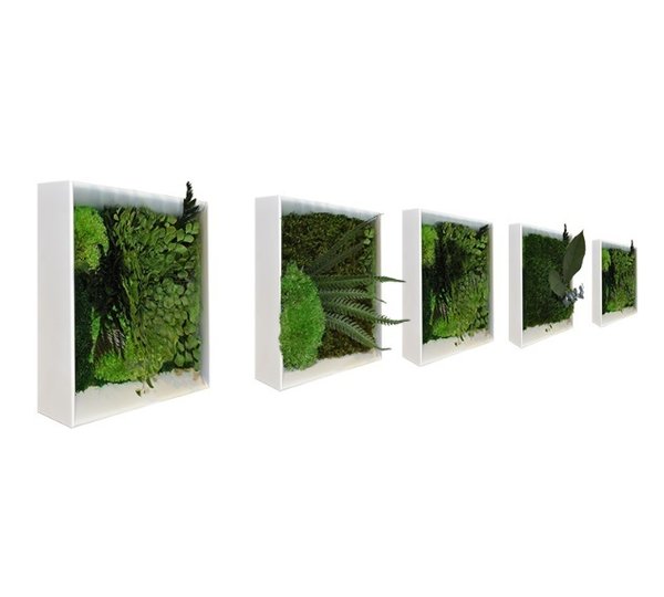 Cinco cuadros pequeños con plantas estabilizadas